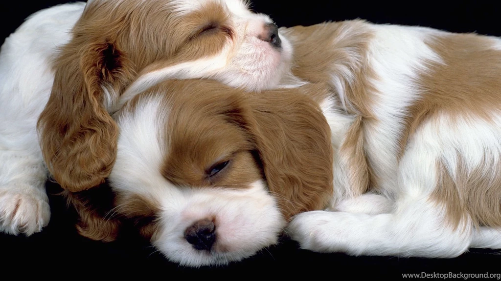 Wallpapers Cavaliers Cavalier King Charles Spaniel Free 1920x1080 ...