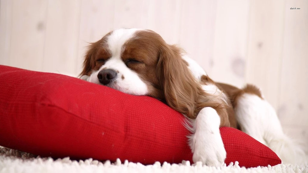 Wallpapers Cavaliers Cavalier King Charles Spaniel Puppy Sleeping ...