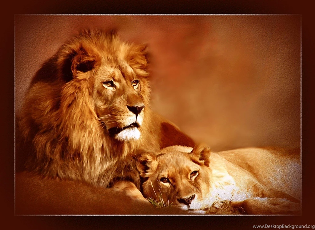 High Quality Lion Wallpapers