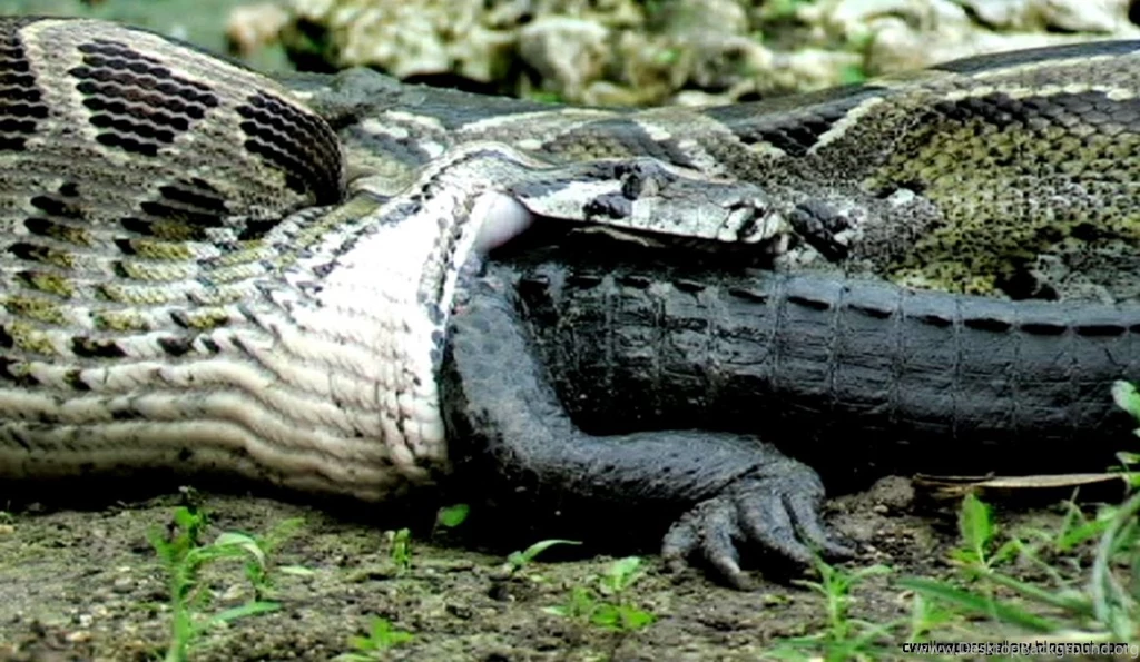 Crocodile Vs Anaconda