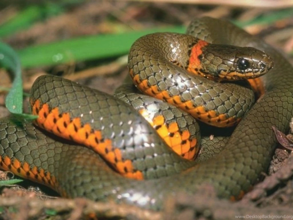 Hd Wallpapers Graphic: Anaconda Snake High Resolution Best Size Hd ...