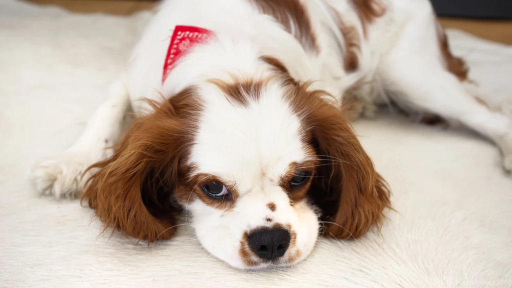 Cavalier King Charles Spaniel Uhd Wallpapers   Ultra High ...
