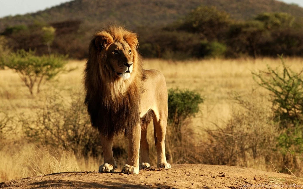 King Lion Wallpapers