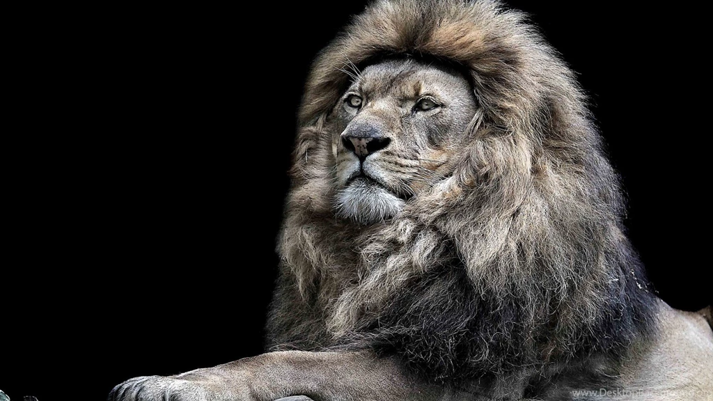 Lion Wallpapers