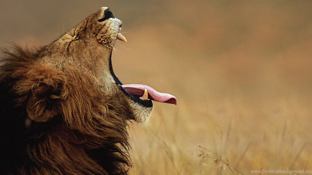 Hungry Lion Wallpapers High Definition Image High Quality Picture