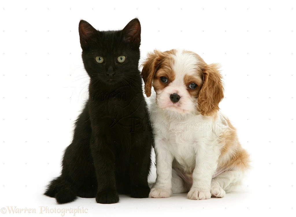 Cavalier King Charles Spaniel And Cats 39 Widescreen Wallpapers ...