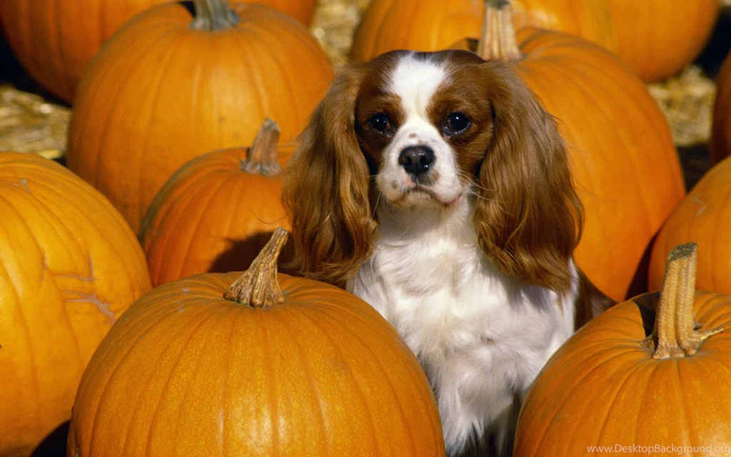 Cavalier King Charles Spaniel Wallpapers