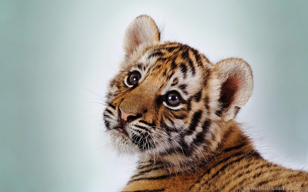 Pictures Of Baby Lions Wallpapers High Quality Resolution Kemecer.com