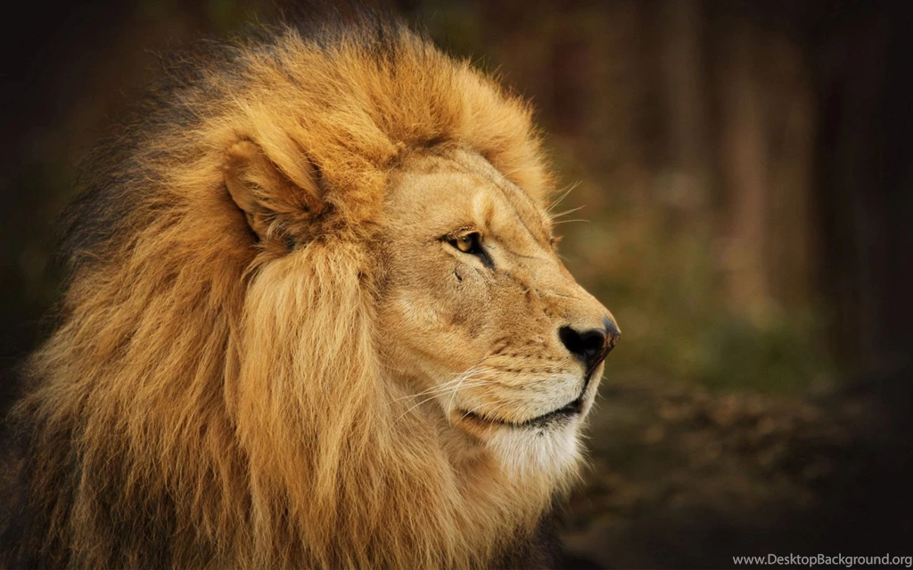 Wallpapers HD Lion: Strength Is All You Can Get From Them – Design ...