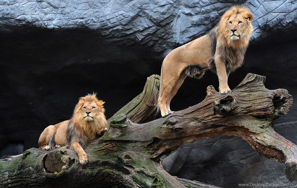 Lion Two Lions On Tree In Morning Sunrise Photography Wallpapers ...
