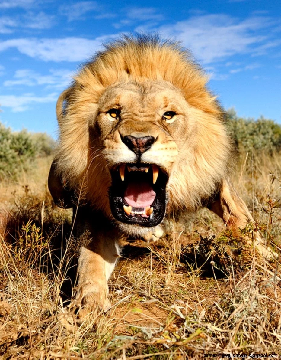 Lion Wallpapers Hd 1080P Widescreen