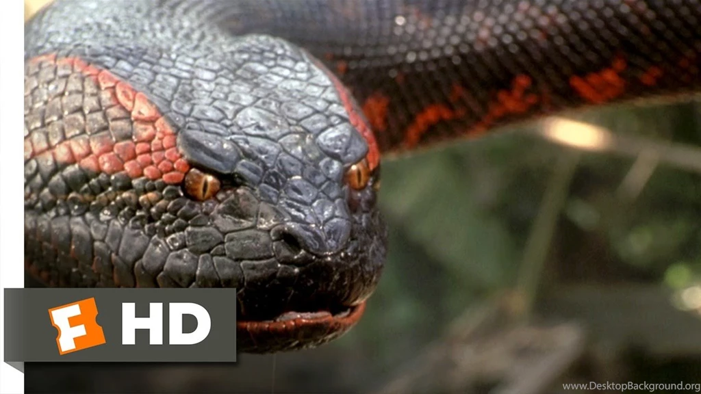 Anaconda (8/8) Movie CLIP Swallowed Whole (1997) HD YouTube