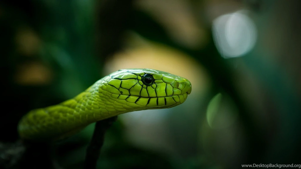 Rough Green Snake Wallpapers HD Download For Desktop