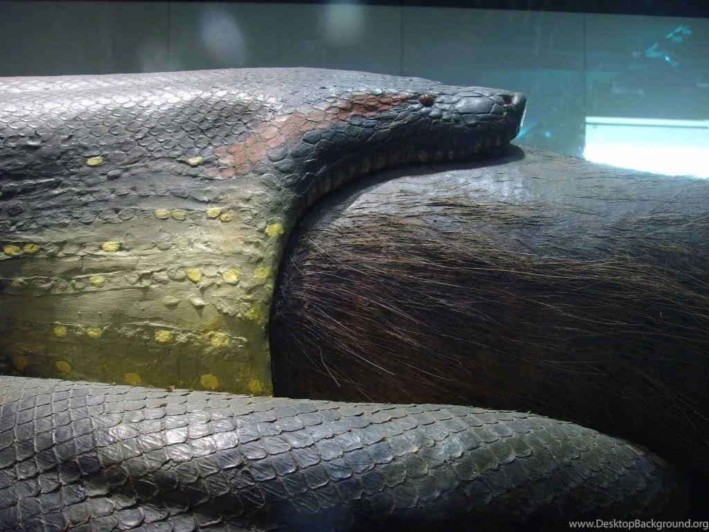 Anaconda Snake Related Keywords & Suggestions Anaconda Snake ...