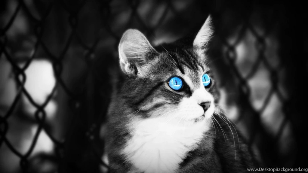 High Quality Cool Black And White Wallpapers