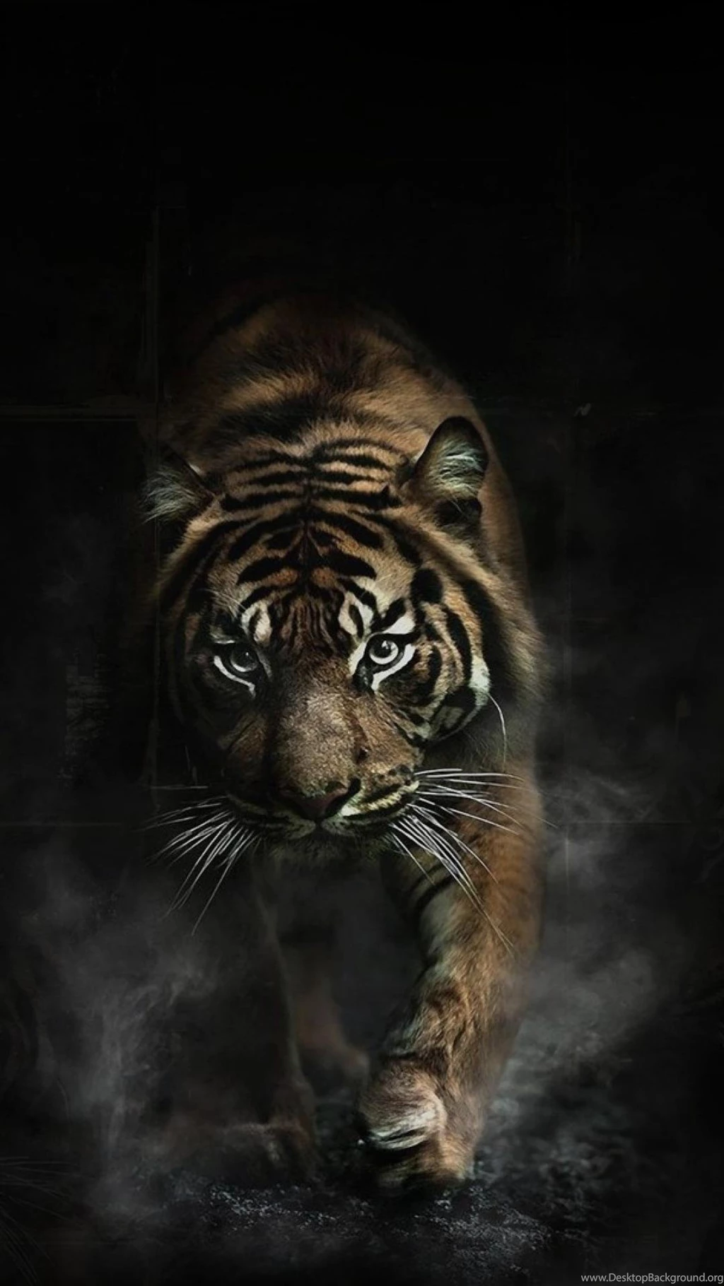 Animals Tigers Smoke Dangerous Wallpapers