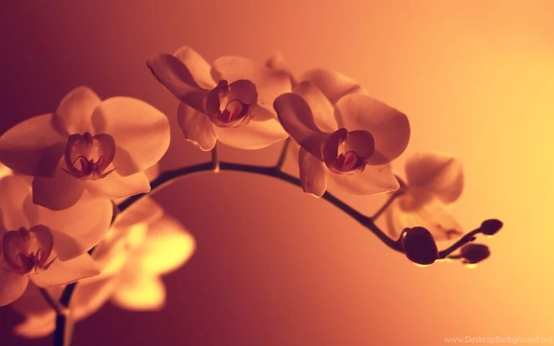 Flowers,sepia Flowers Sepia Monochrome 1920x1200 Wallpapers ...
