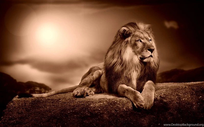 Lion Sepia Wallpapers Free Desktop Backgrounds And Wallpapers