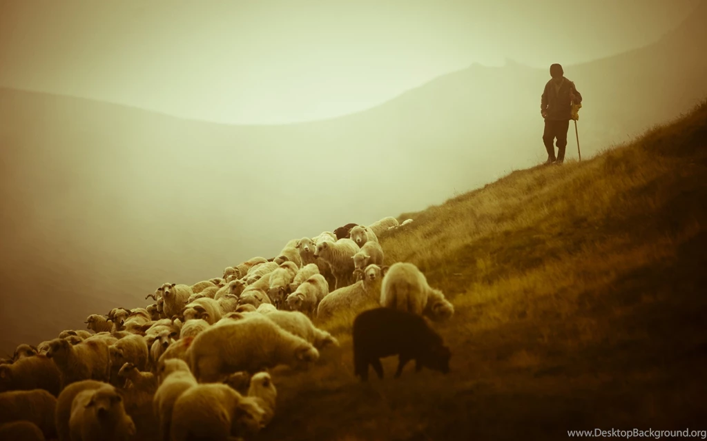Landscapes Animals Hills Sheep Sepia Scotland Farms