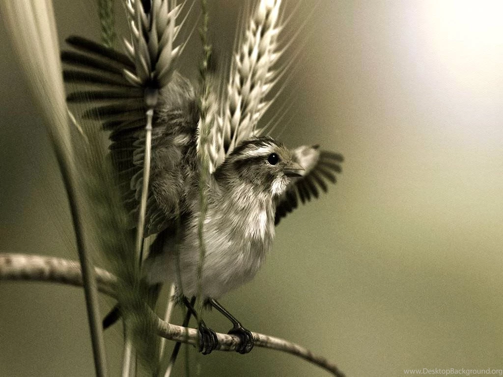 Sepia Bird Scene < 3D Art < Gallery < Desktop Wallpapers