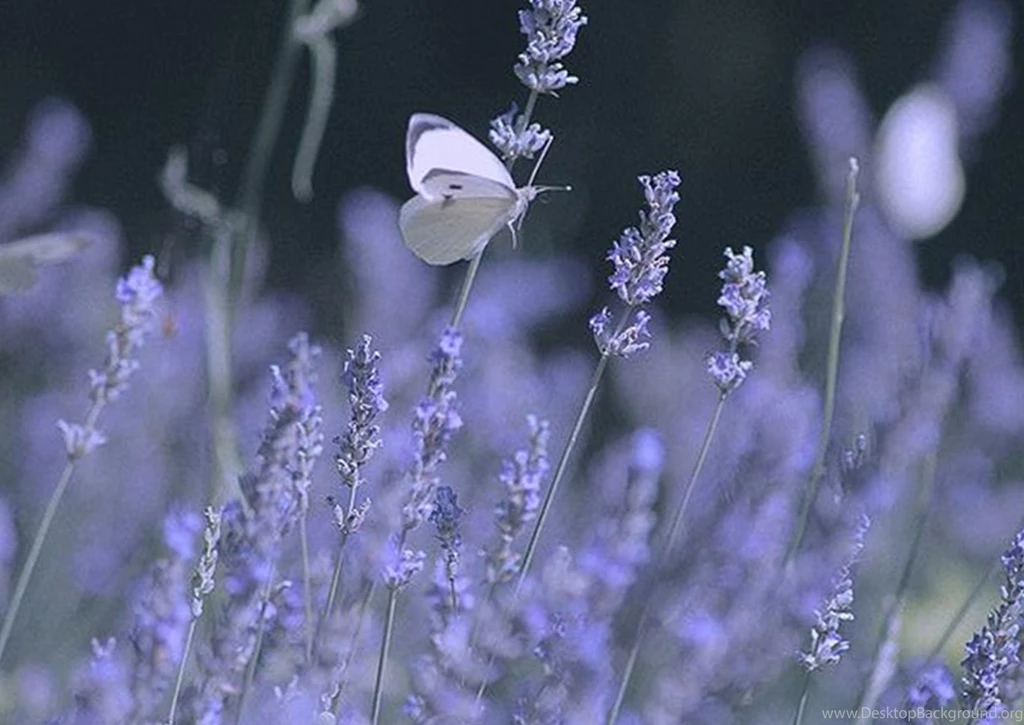 Free Wallpapers, Download Hd Images, Windows Wallpapers, Samsung ...