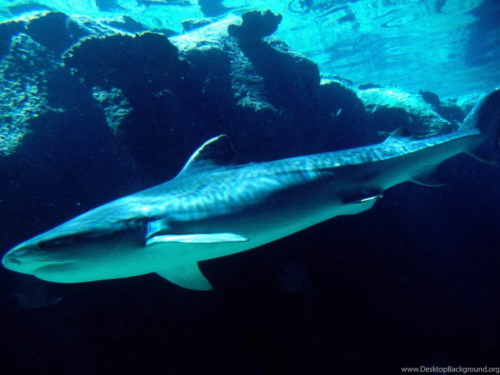 Beautiful Wallpapers: Shark Desktop Wallpapers