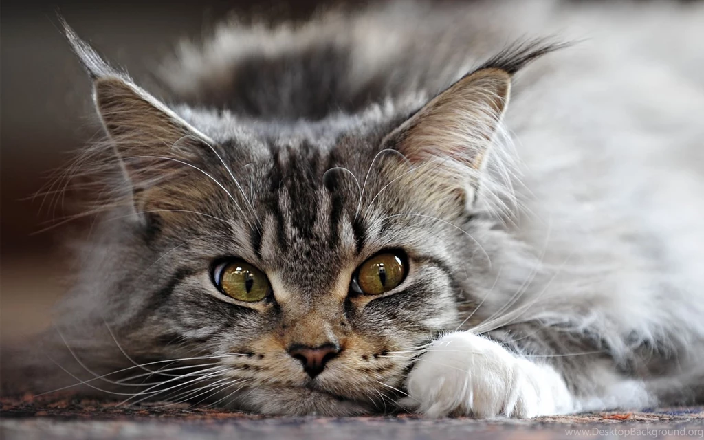 Charming Maine Coon Face Photo And Wallpaper. Beautiful Charming ...