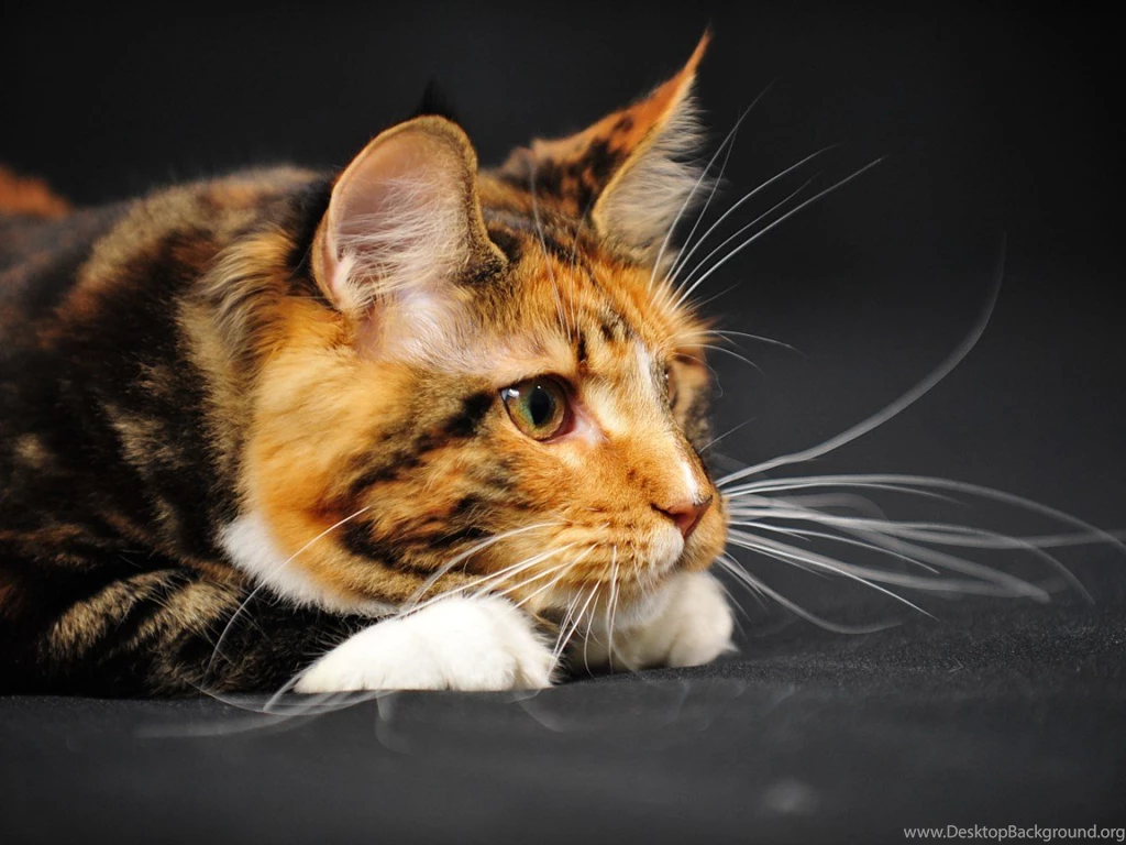 Watching Maine Coon Photo And Wallpaper. Beautiful Watching Maine ...