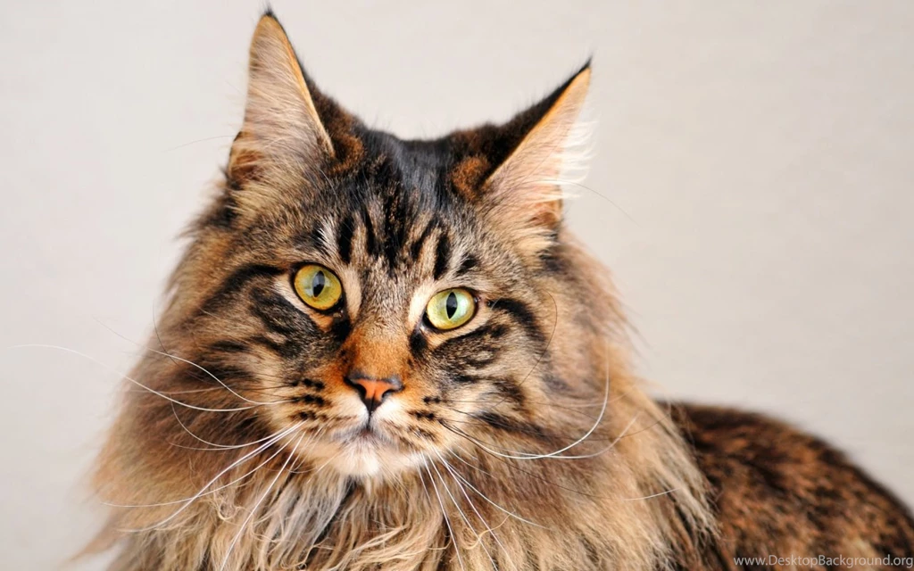 Maine Coon Cats Wallpapers