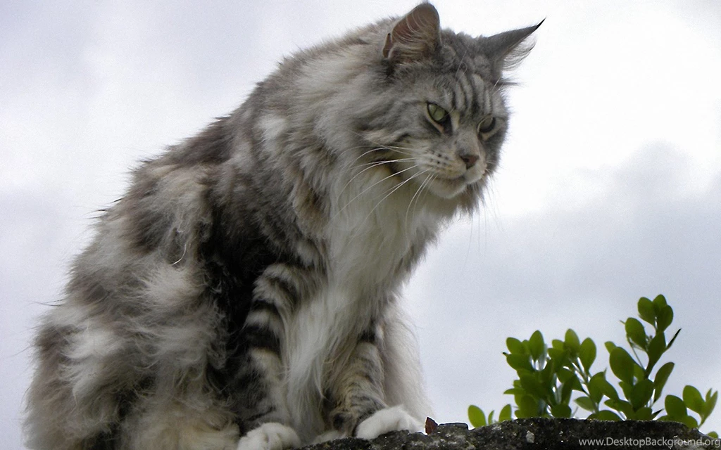 MaineCoon Silent 1920x1200 Wallpapers,MaineCoon 1920x1200 ...