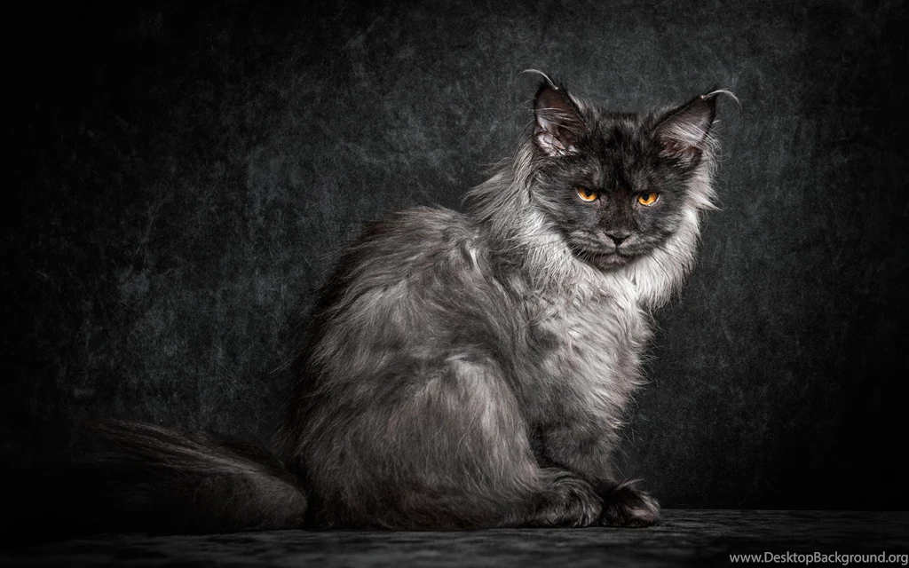 Ultra HD 4K Maine Coon Wallpapers HD, Desktop Backgrounds 3840x2400