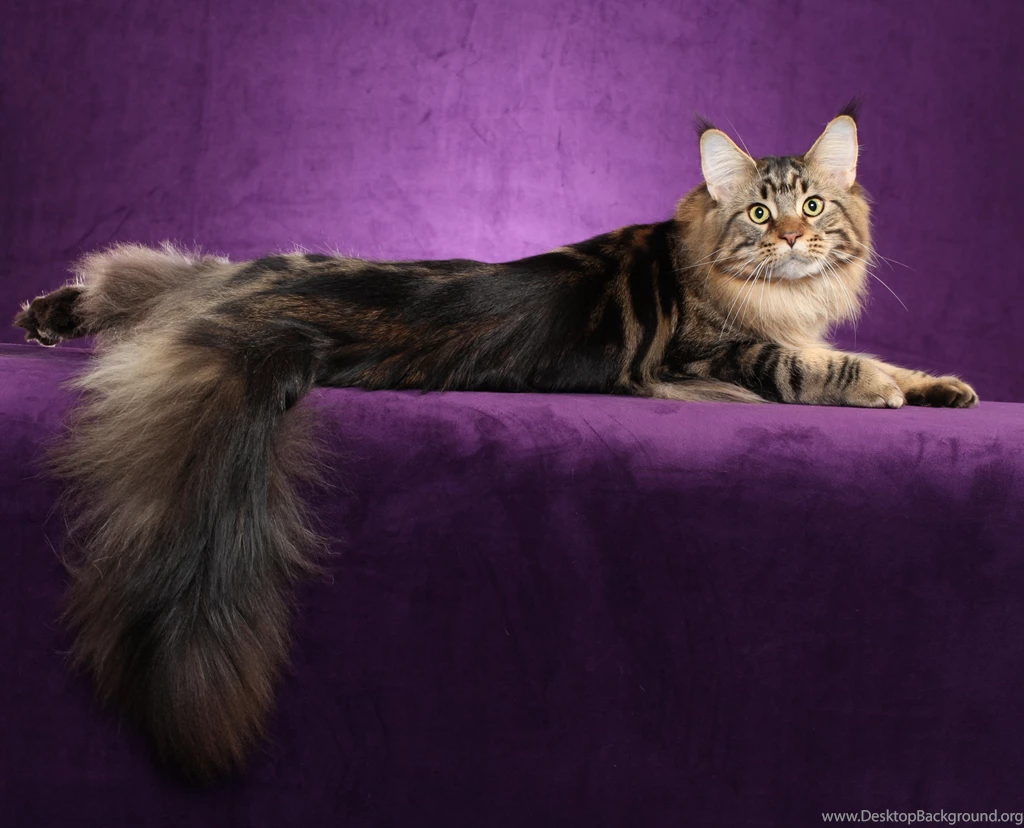 Cat Lies Maine Coon Wallpapers