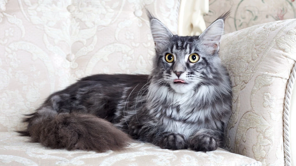 Download Wallpapers 2048x1152 Maine Coon, Cat, Fluffy, Chair, Lie ...