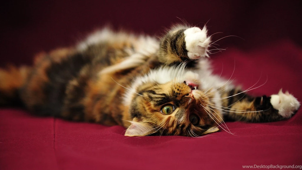 Maine Coon Wallpapers Desktop