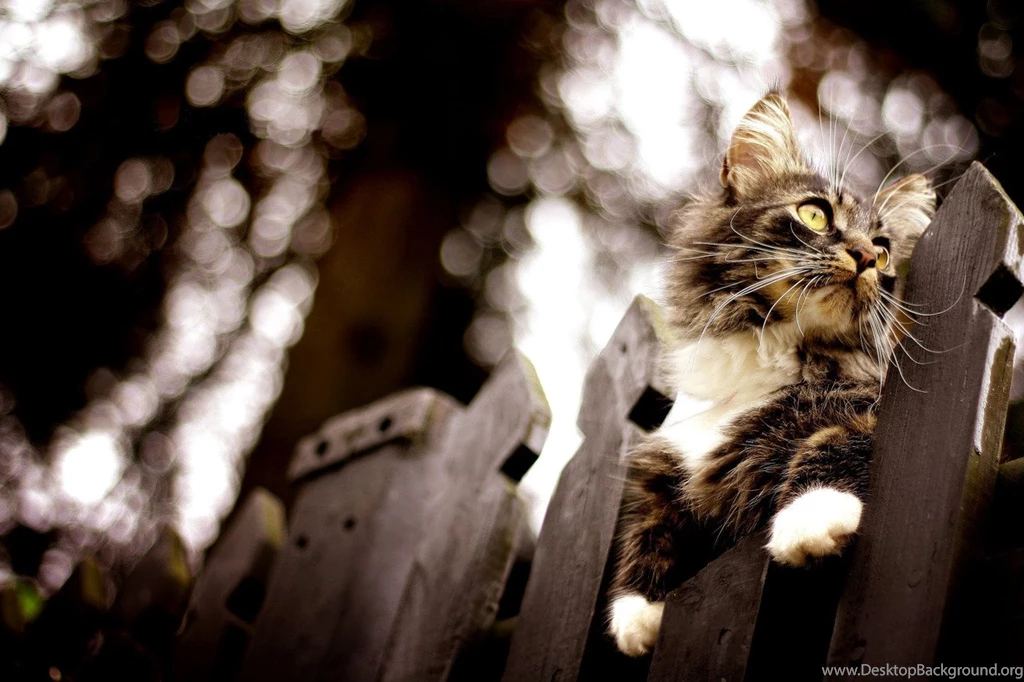 Maine Coon Cats Wallpapers