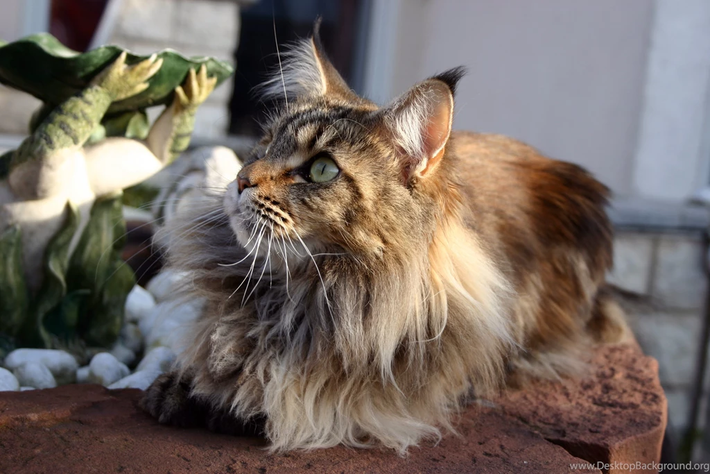 Maine Coon Cat With Green Eyes Saw Someone Wallpapers And Images ...