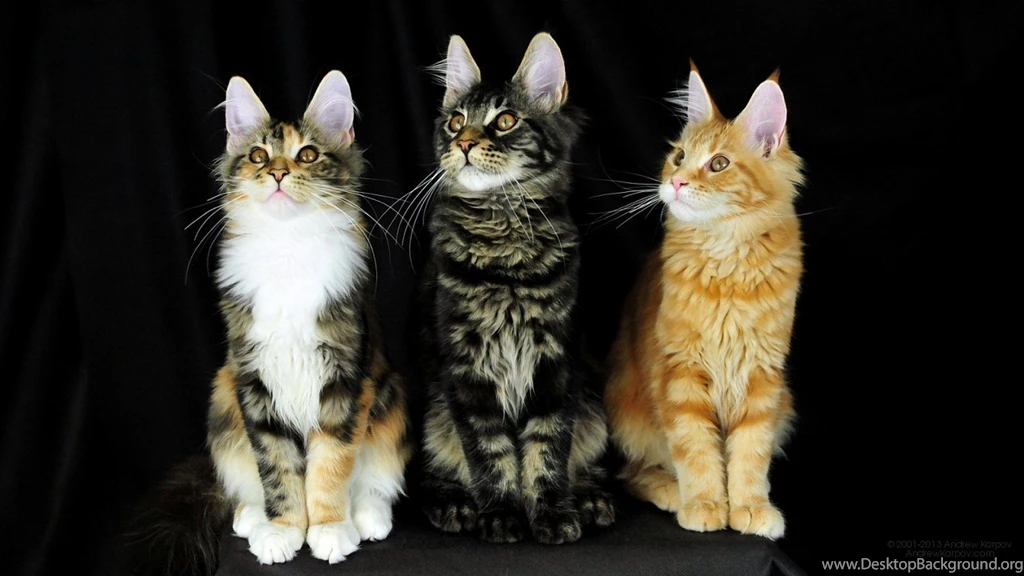 Maine Coon Cats Free Desktop Wallpapers Picture 1366 X 768 8