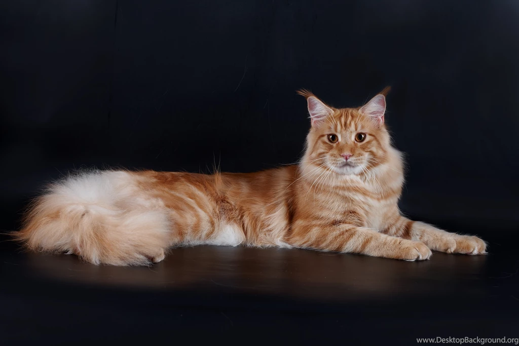 Red Cute Maine Coon Cat Poses Wallpapers And Images Wallpapers ...