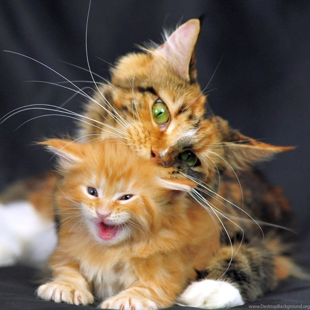 Download Wallpapers 2048x2048 Cat, Maine Coon, Kitten, Spotted New ...
