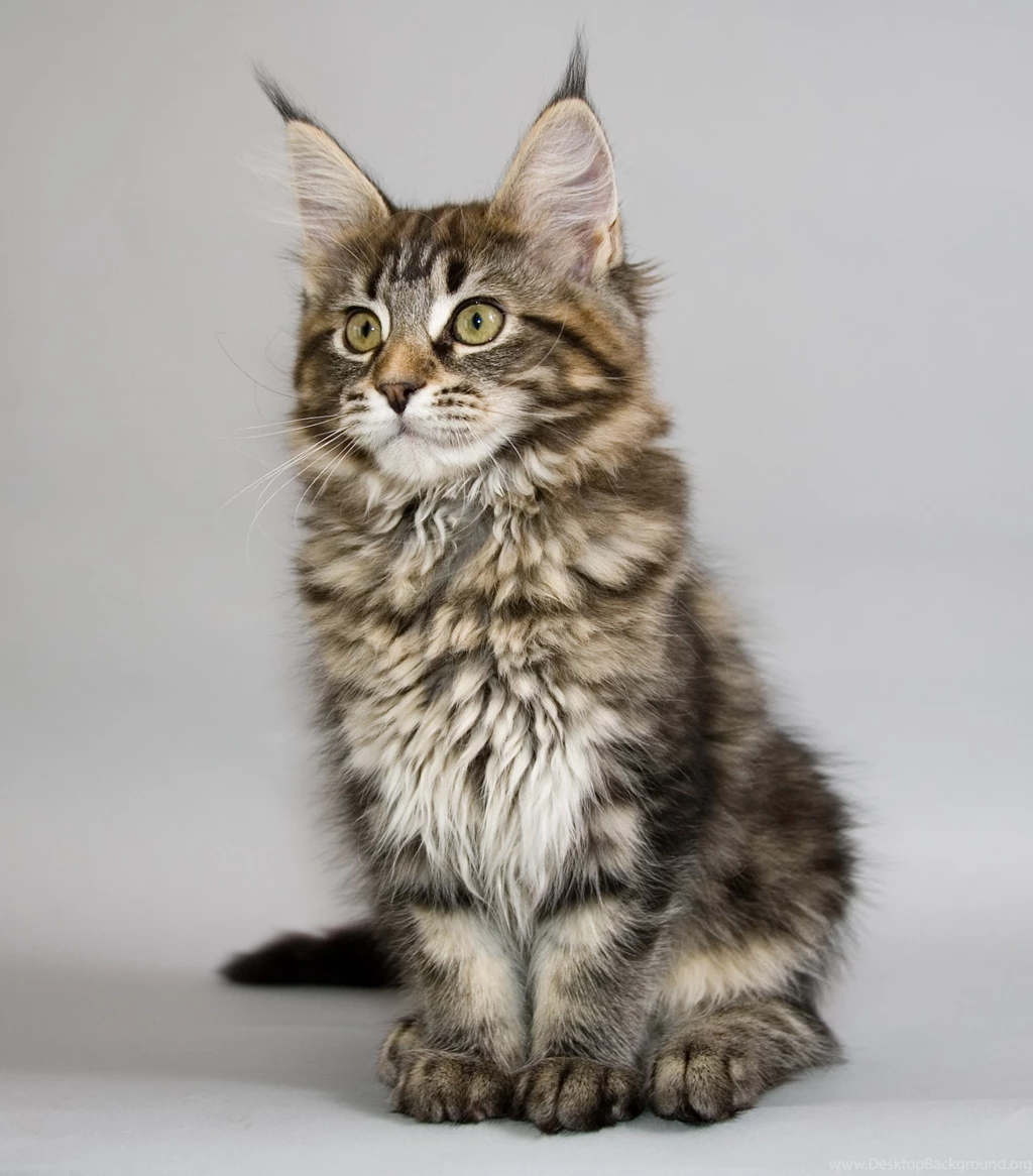 Maine Coon Photos And Wallpapers. Beautiful Maine Coon Pictures