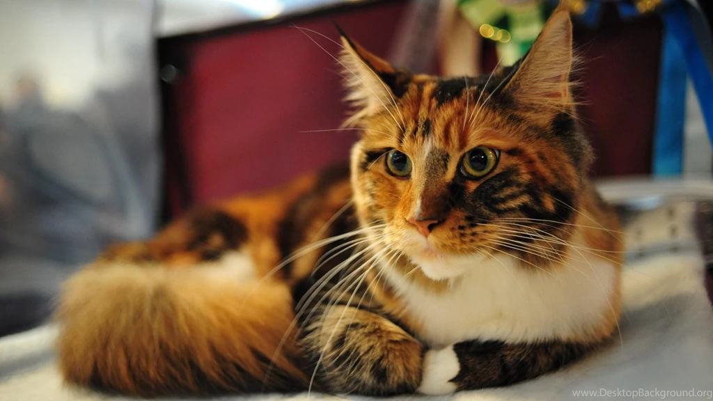 Maine Coon Cat   (
