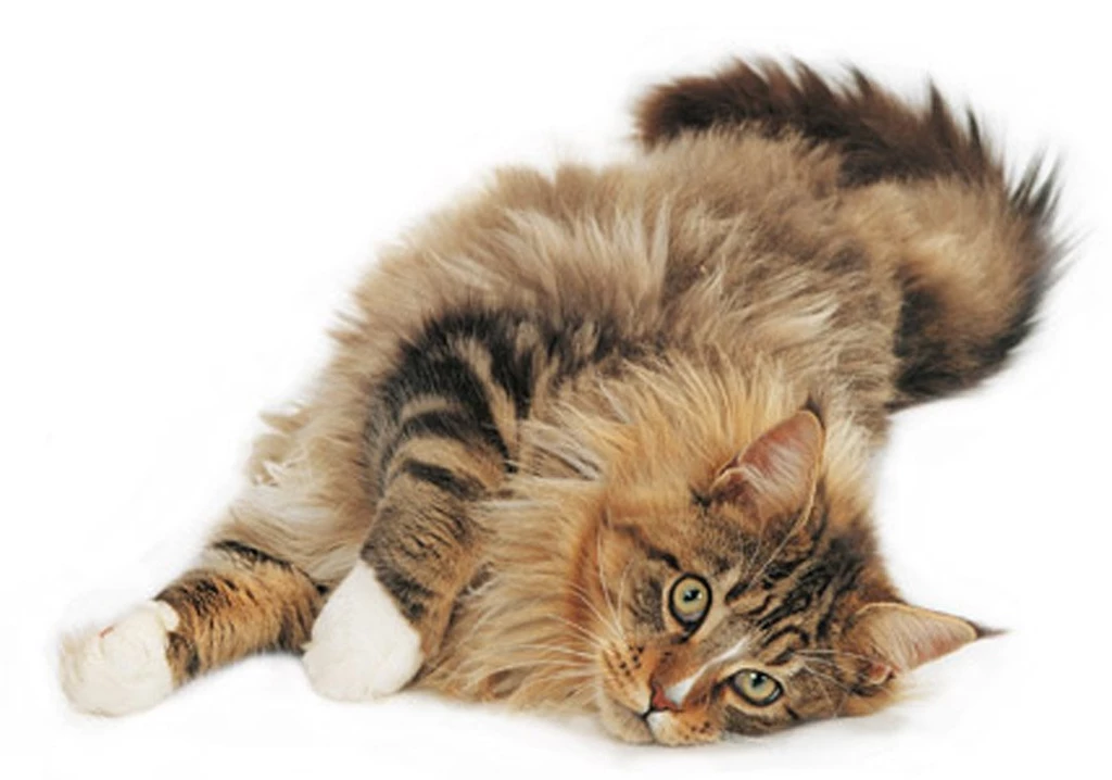 Funny Maine Coon Photo And Wallpaper. Beautiful Funny Maine Coon ...