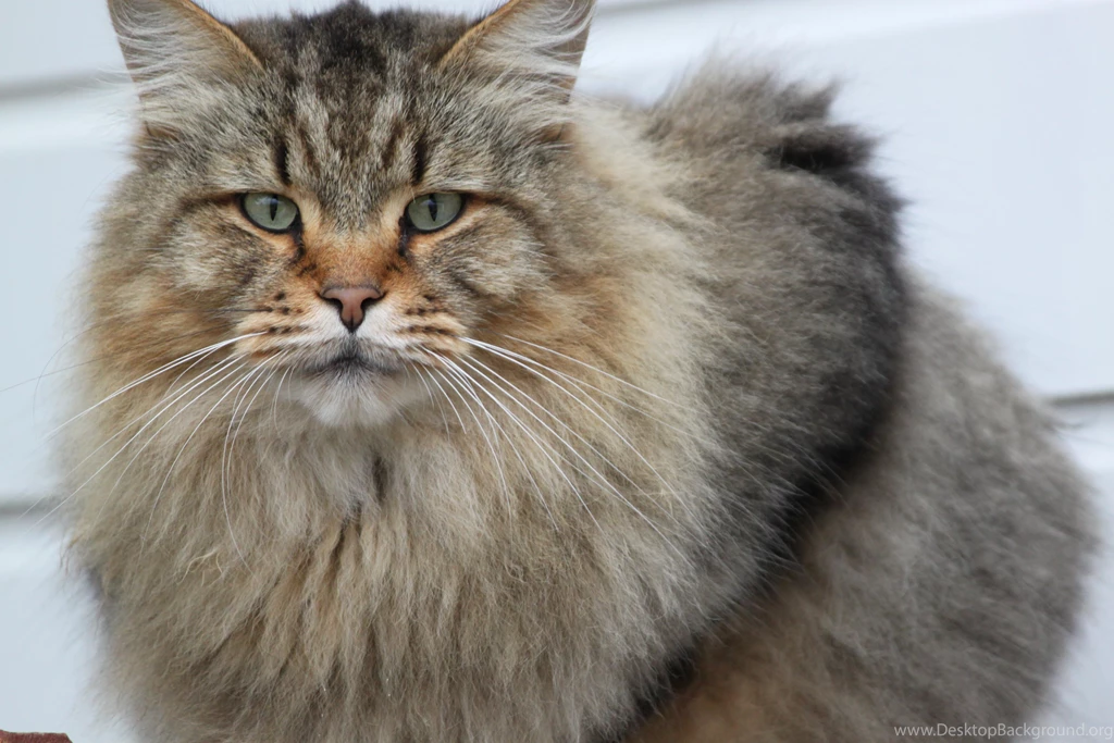 Serious Adult Maine Coon Cat Wallpapers And Images Wallpapers ...