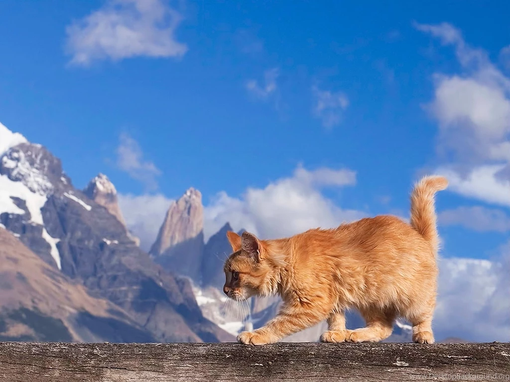 1600x1200 Maine Coon Cat Nature Wallpapers
