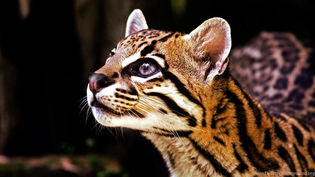 20 Ocelot HD Wallpapers