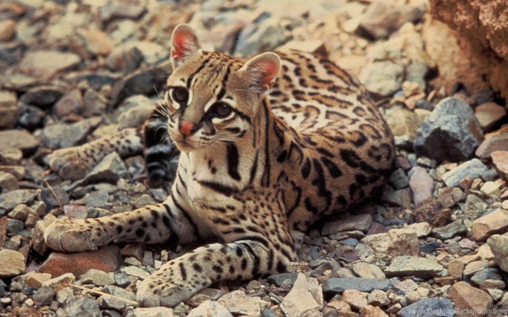 Ocelot Wallpapers   Animals Town