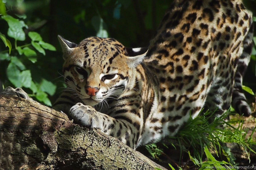 2048x1365px Ocelot