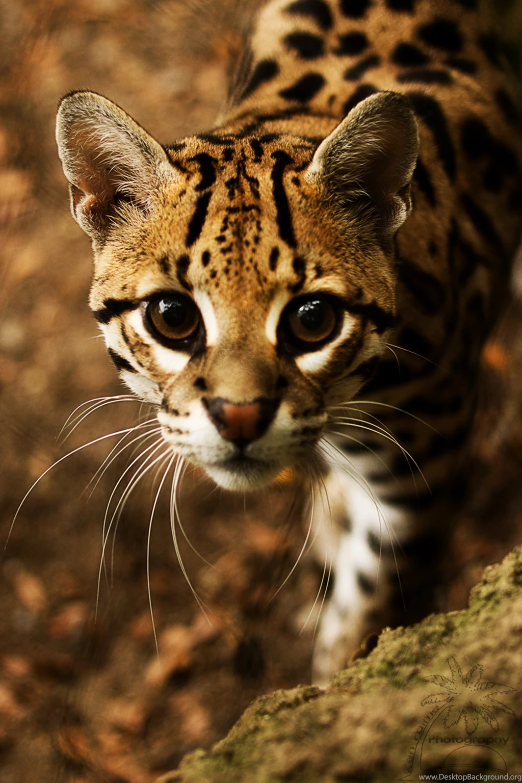 1500x2250px Ocelot