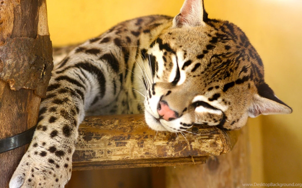 Snoozing Ocelot Wallpapers 2560x1600 790554