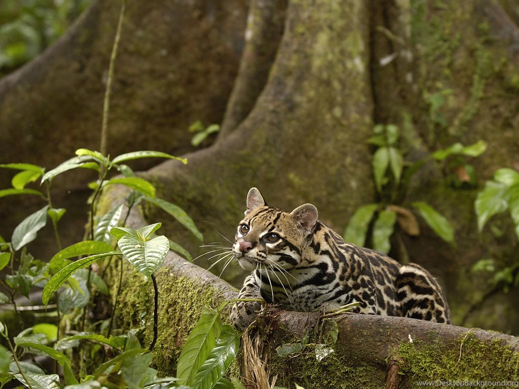 Ocelot Wallpapers